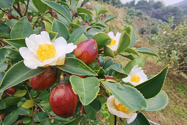 兴宁市罗浮镇罗浮高山油厂